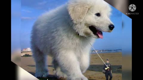 5 most biggest dogs in the world