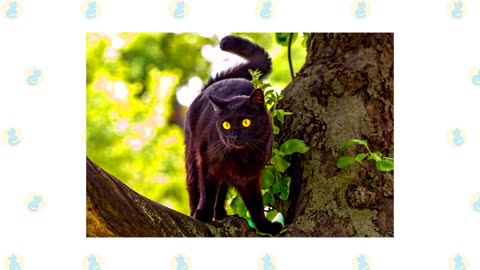 Chartreux Cat VS. Bombay Cat