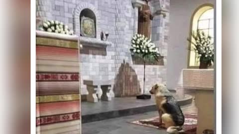 Miracle ! Trained Search Dog Detects Presence of Life in a Church Sanctuary Prior To Papal Visit!