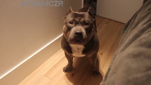 Talking dog Czr. American Bully is so smart!!!