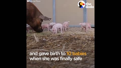 Pregnant Pig Mom Jumps Off Truck To Save Her Babies | The Dodo