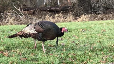 Tom Turkey - No Thanksgiving Dish!