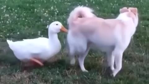 Funny animals video