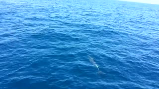 Watching the dolphins off the coast of California