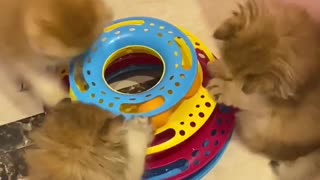 Trio Of Kittens Adorably Play With Favorite Toy