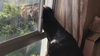 Dog smelling air through window crack