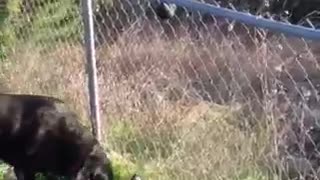 Dog climbs fence for ball