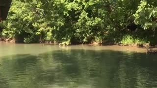 Collab copyright protection - rope swing face first river