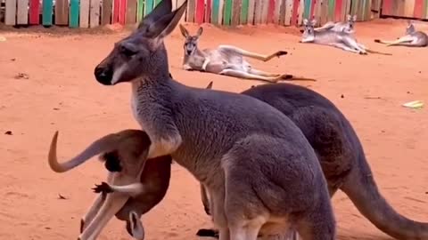Kangaroo joeys don't get grounded