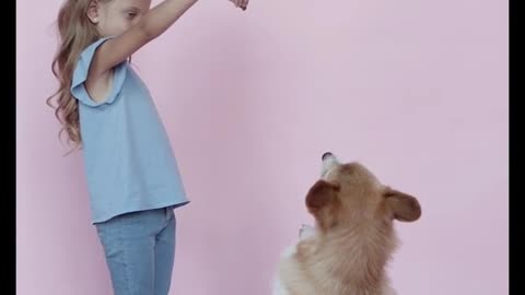 Cute #puppy Lovers #shorts Video