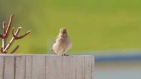 Sparrow Bird Dancing