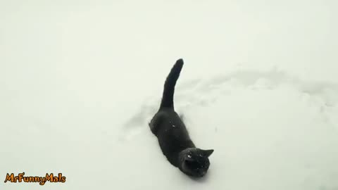 Kittens Discovering Snow For the first Time