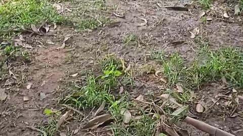 Adventurers in the middle of a rice field have a hut and stop for a moment