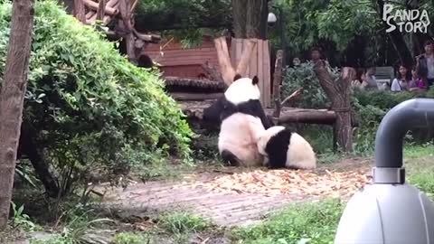 So funny! 🐼 Panda baby and panda mother "war"
