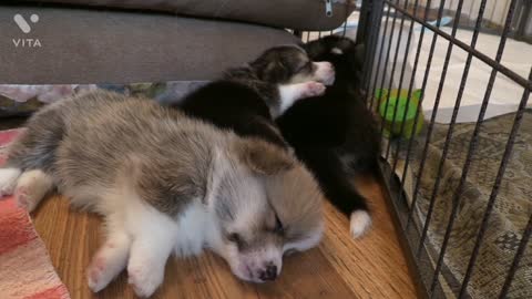 Cute puppies sleeping together