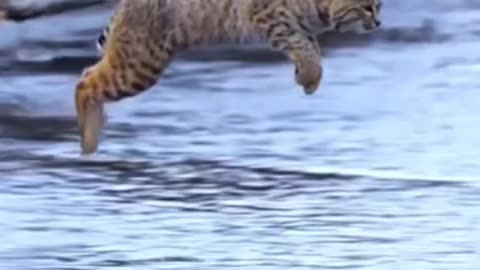 Beautiful jumping tiger.funny animals👏👌👌👏👏