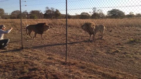 lions Roaring, Scary, But interesting!