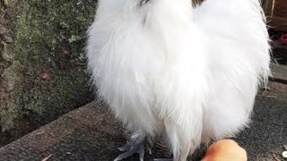 Fabio mini rooster