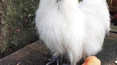 Fabio mini rooster