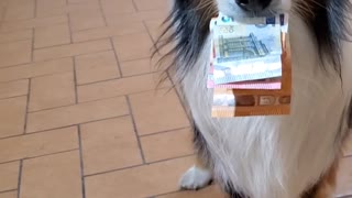 Doggo Pulls Three Notes From Coins