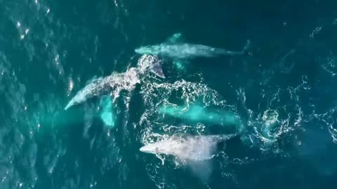 Mother gray whales with her six calves