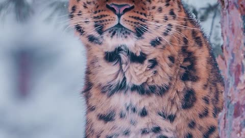Tiger in winterland.
