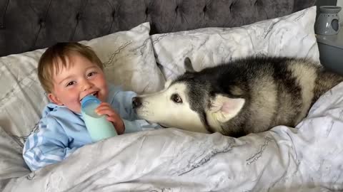 Husky refuses to get out of babies bed then falls asleep cuddling him