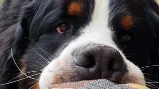 Bernese Mountain Dog does not want to share his toy