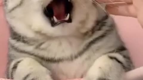 Funny Cat Angry But a Cute #3 #shorts #funny #cat