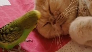 Кот и птица, милые животные #138