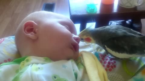 Cockatiel sings for baby