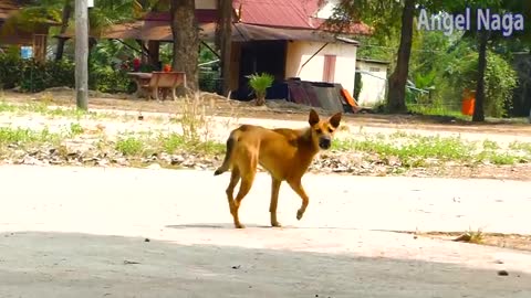 Fake Head Tiger Prank Funny Dog Just