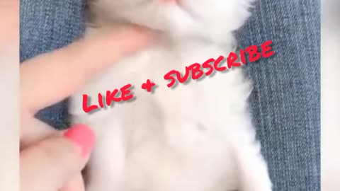 Funny cat, funny video