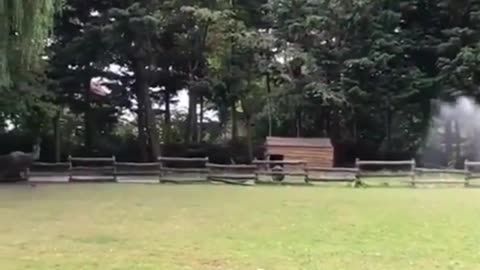 Cute Emu Playing with Water