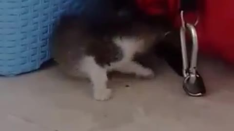 Cute little kitten playing with the box bag