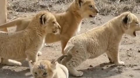 Lioness cubbies playing with her mother