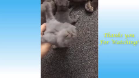 20 minutes of Funny cats and cute kittens meowing, purring, and hissing compilation