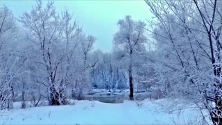 Dogs in the snow - Drone Aerial View