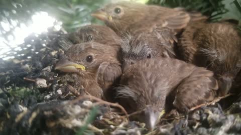 The 6 Baby Sparrows are thriving under care