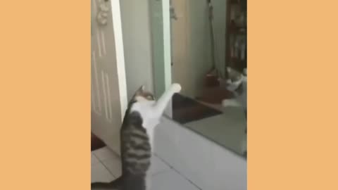 Cat comedy funny video