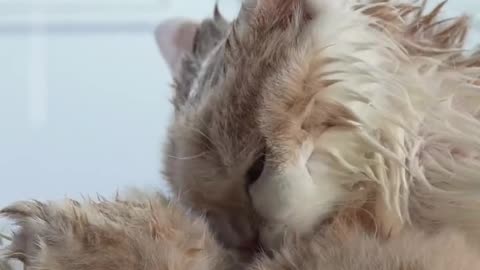 Kitty take a bath