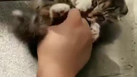 Kittens are medicine for our souls. (UNMUTE)