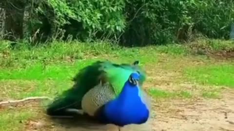 Peacock Dancing Enjoying Rain