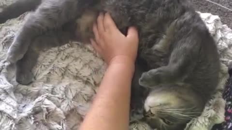¡Cuando acaricia a su gato, él adorablemente le devuelve el favor!