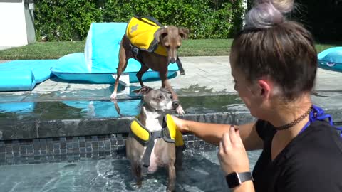 Dog learn to Swim