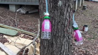 Tapping a sugar maple tree