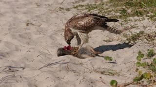 Goshawk eating Rabbit