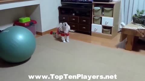 TOP 10 Dog Barking Sound ♥ Funny Dogs