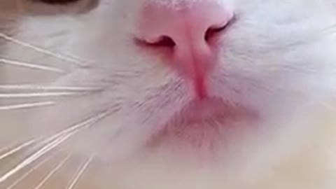 Funny cat meow baby cute compiltion