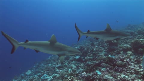 Two Grey Sharks Diving Around Some Coral Reef